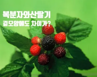 복분자 산딸기 차이점 생김새 영양소 비교 정리_3