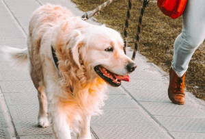 주인과 함께 천천히 걸어가는 강아지모습 