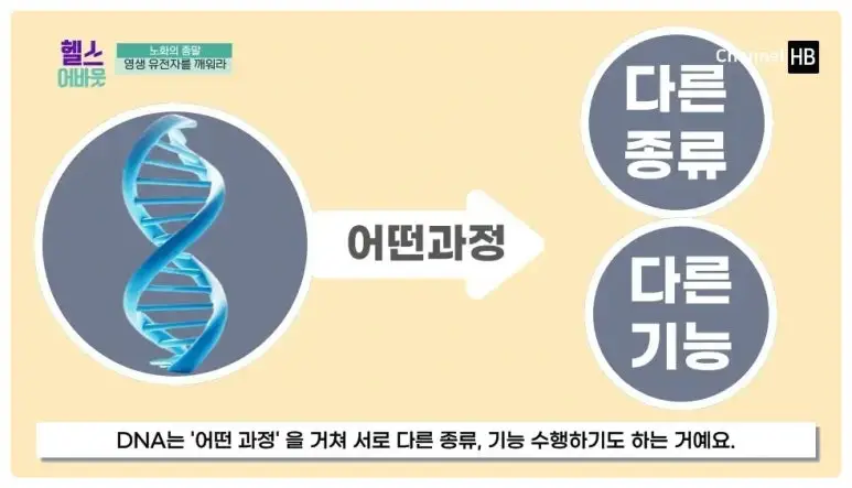 일본nmn효능