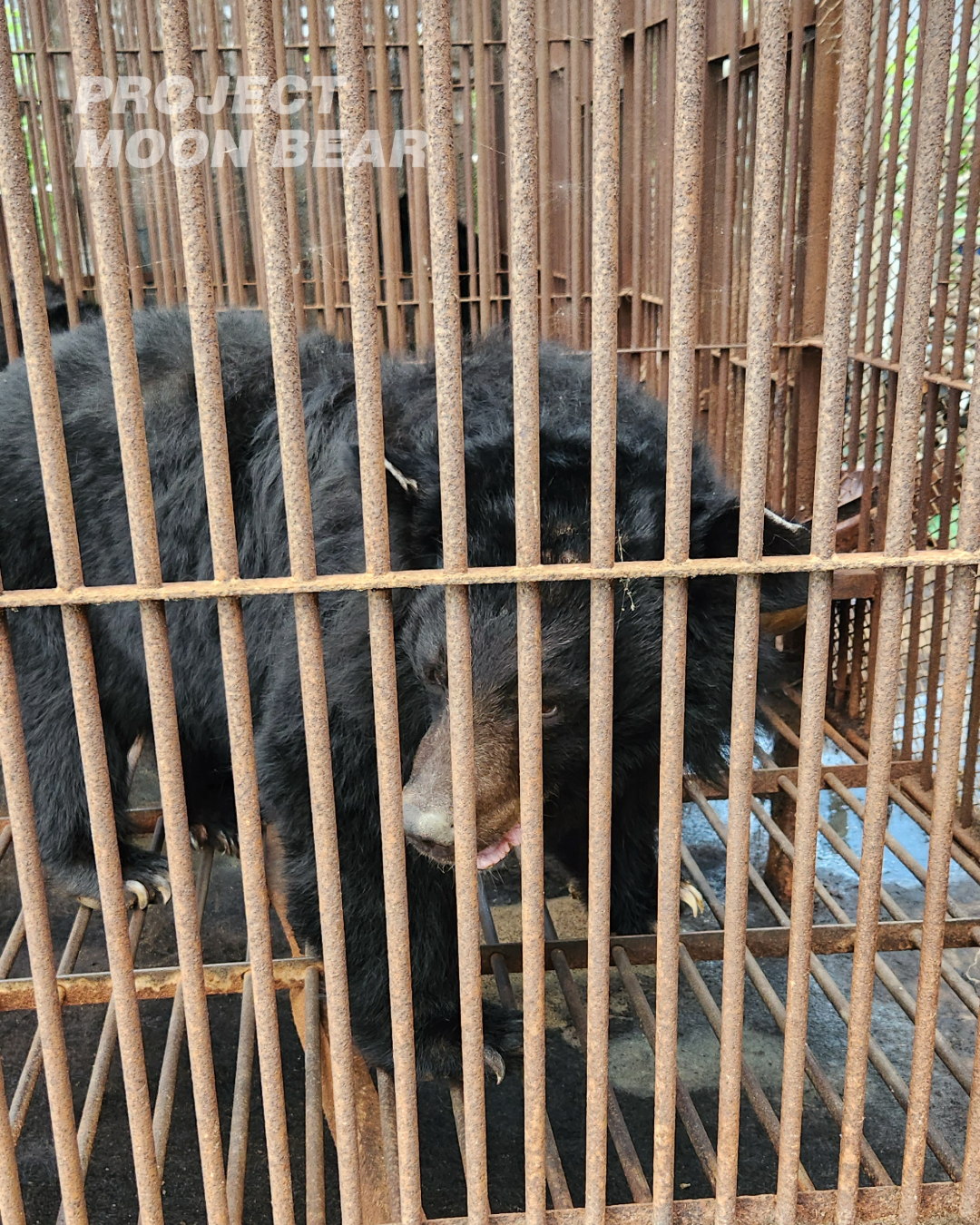 구조되지 못한 곰들은 지금도 죽어가고 있습니다