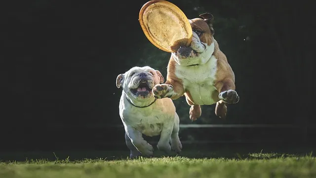 강아지 꿈 해몽
