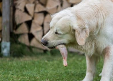 강아지 더위 먹었나? 여름 보양식 BEST 7