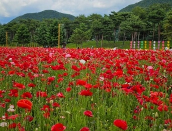 자라섬 꽃축제(꽃 페스타)