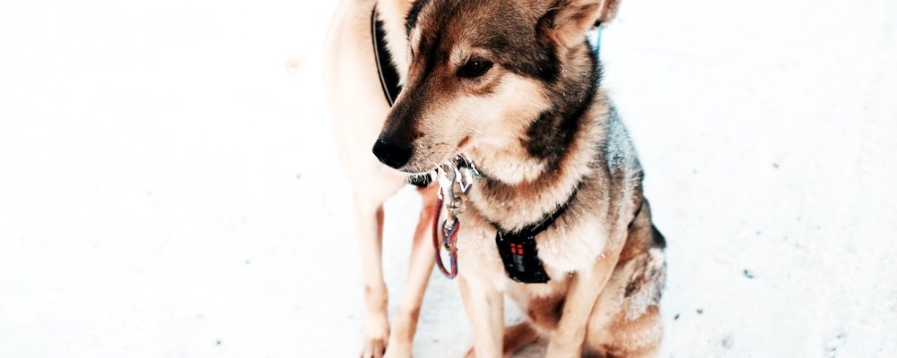 강아지 발정기 증상 5