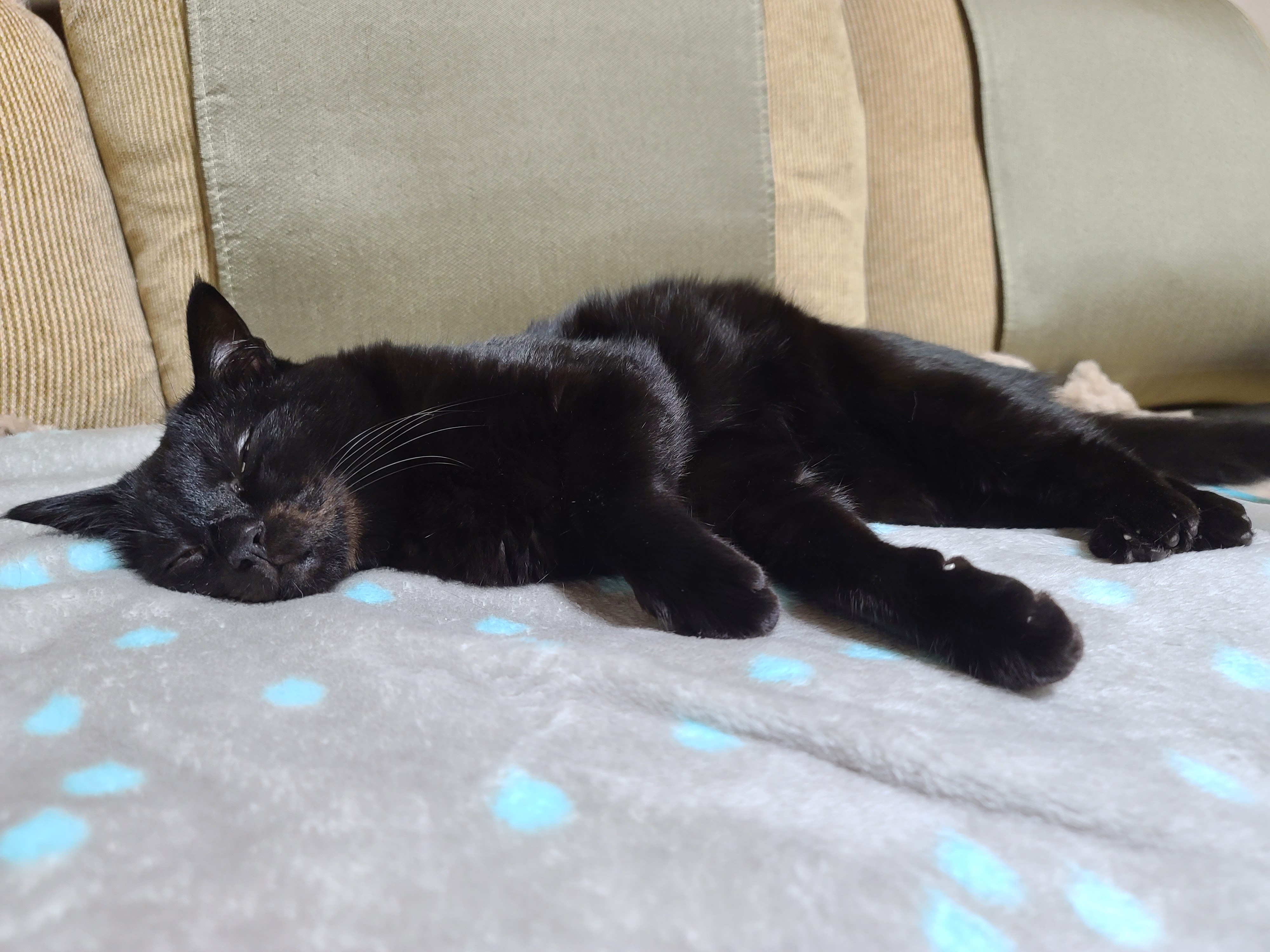 졸리지만 안자려고 노력하는 멋쟁이 고양이 건 ㅋ