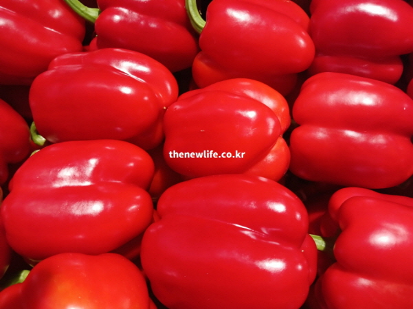 노화 방지 효능이 뛰어난 리코펜이 풍부한 싱싱한 빨간색 파프리카 실물 사진