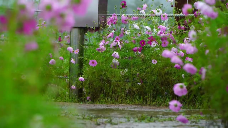 철원 고석정 가을 꽃밭 마무리