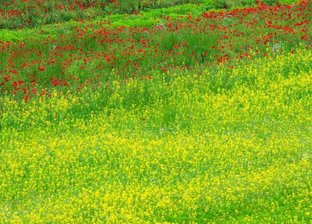 하동 북천 꽃양귀비 축제