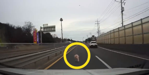 목줄 없이 도로로 뛰어든 대형견이 차와 충돌해 숨지자&#44; 견주로부터 &#39;개 값을 물어내라&#39;는 요구를 받았다는 사연이 전해졌다. 사진은 작성자 A씨가 올린 블랙박스 영상에서 대형견이 달려오는 모습. [사진=온라인 커뮤니티 갈무리]
