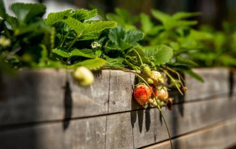 2025 처서 날짜·뜻 총정리|‘처서 매직’은 뭘까? 올해 전망까지