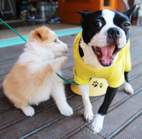 애견카페, 강아지와 함께하는 즐거운 공간