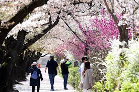 벚꽃개화시기 2024