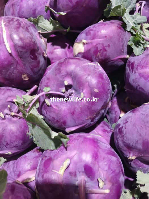 콜라비 효능 중 다이어트에 좋은 식이섬유가 풍부한 실사진