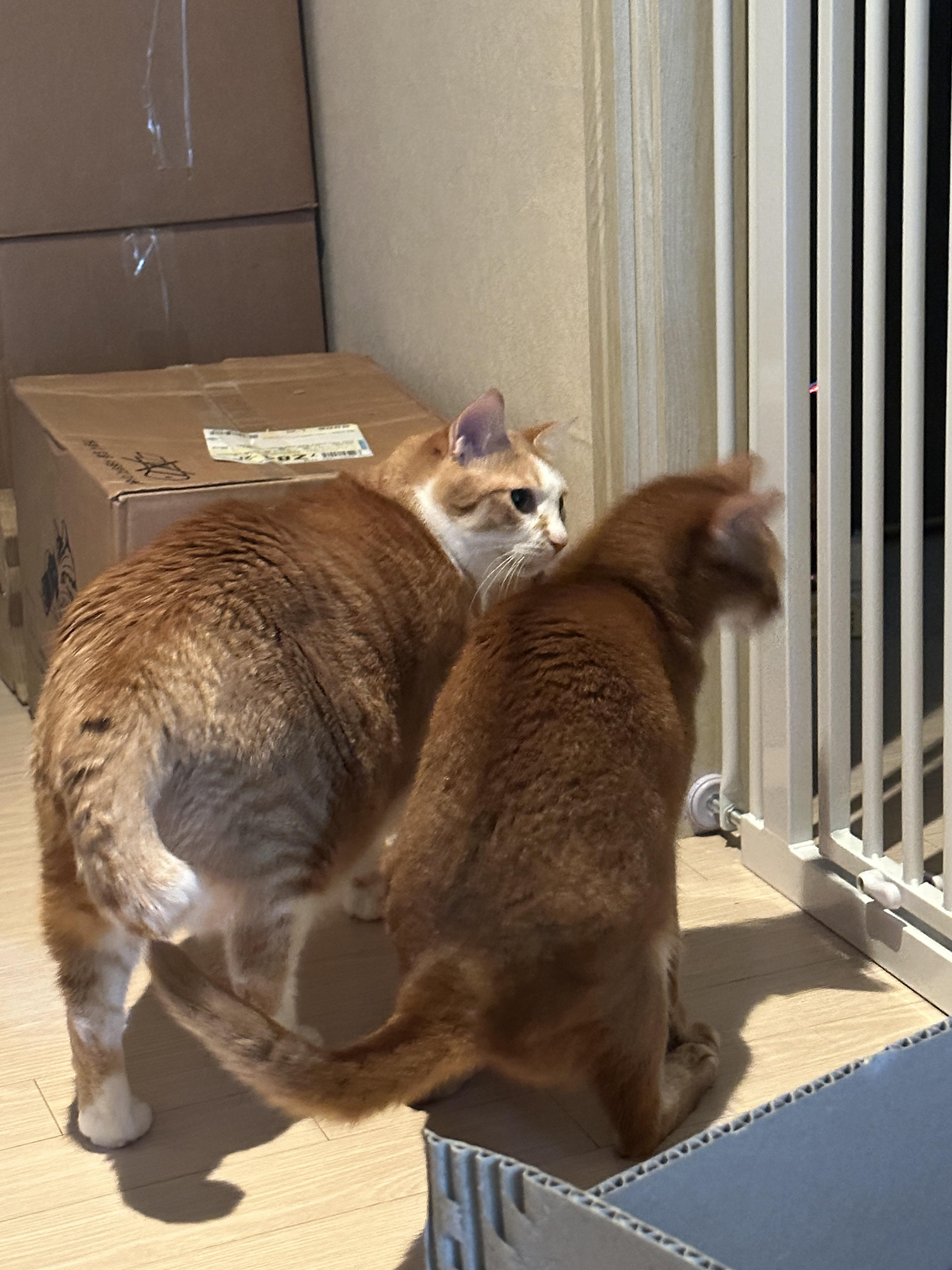 치즈냥이_호야와_아비시니안_루나