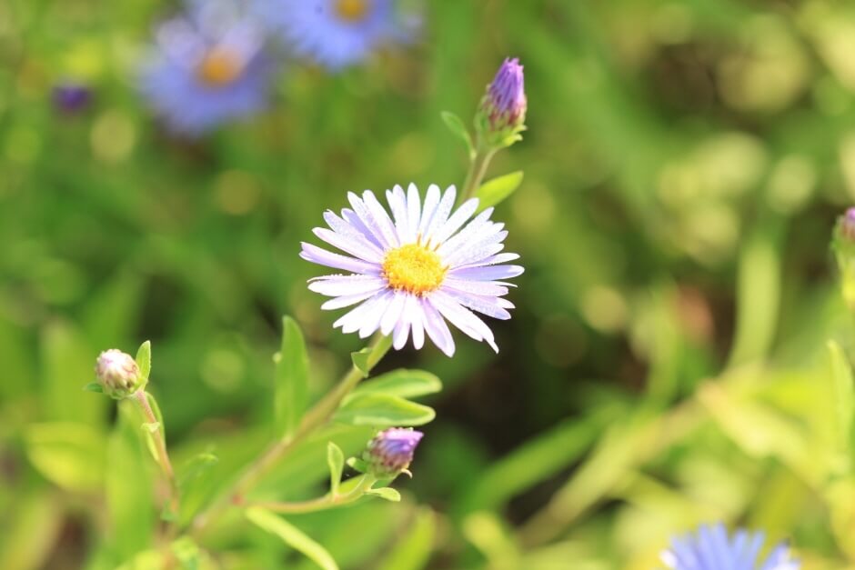 들국화 전시회3