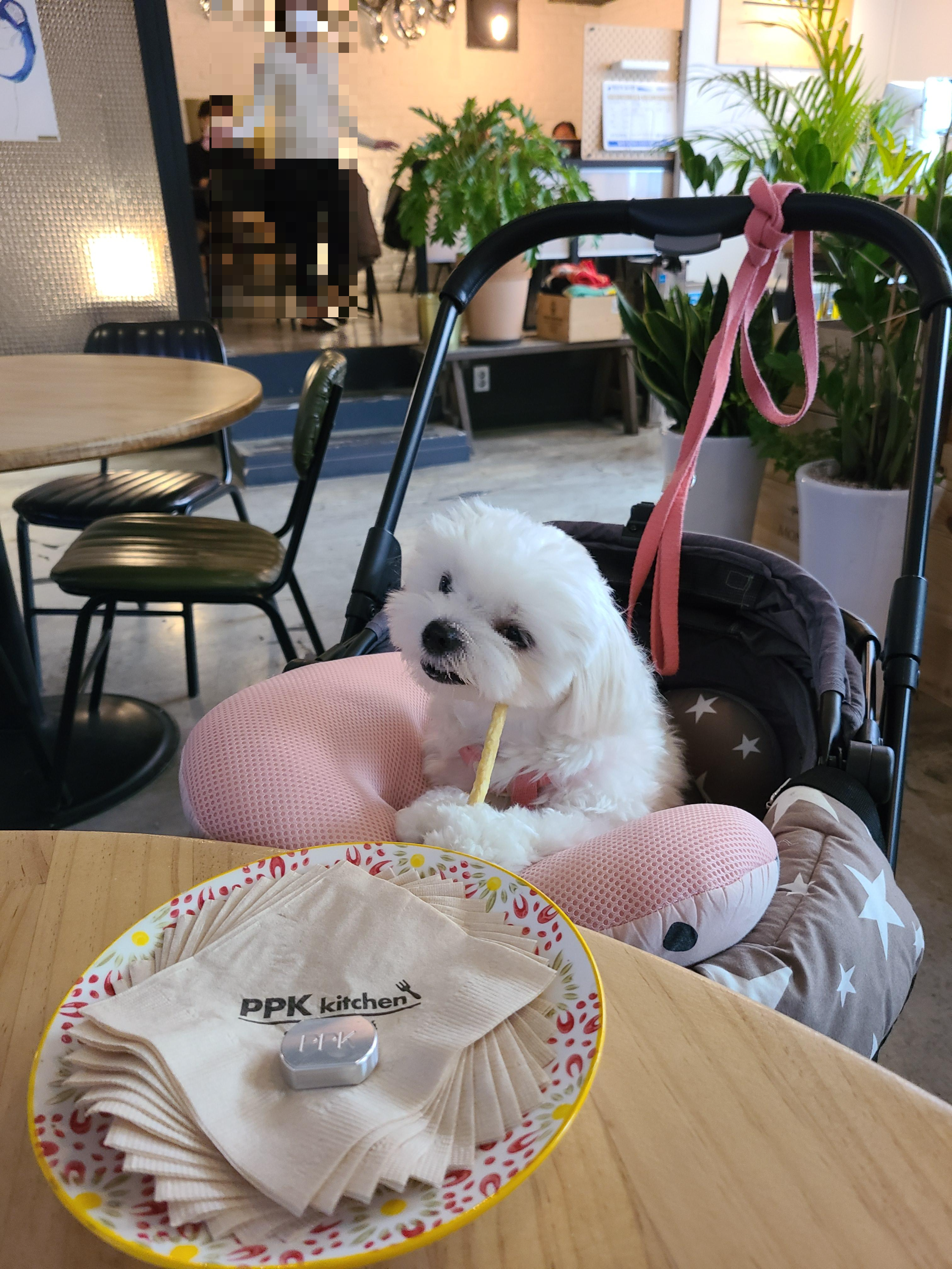 애견동반맛집