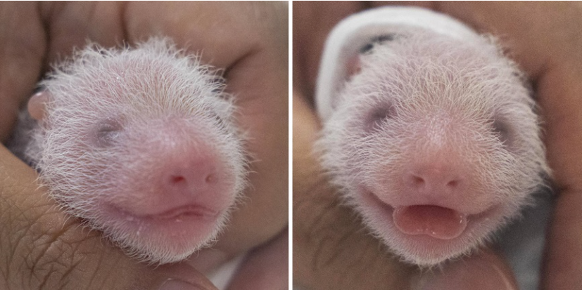 자이언트판다쌍둥이자매사진