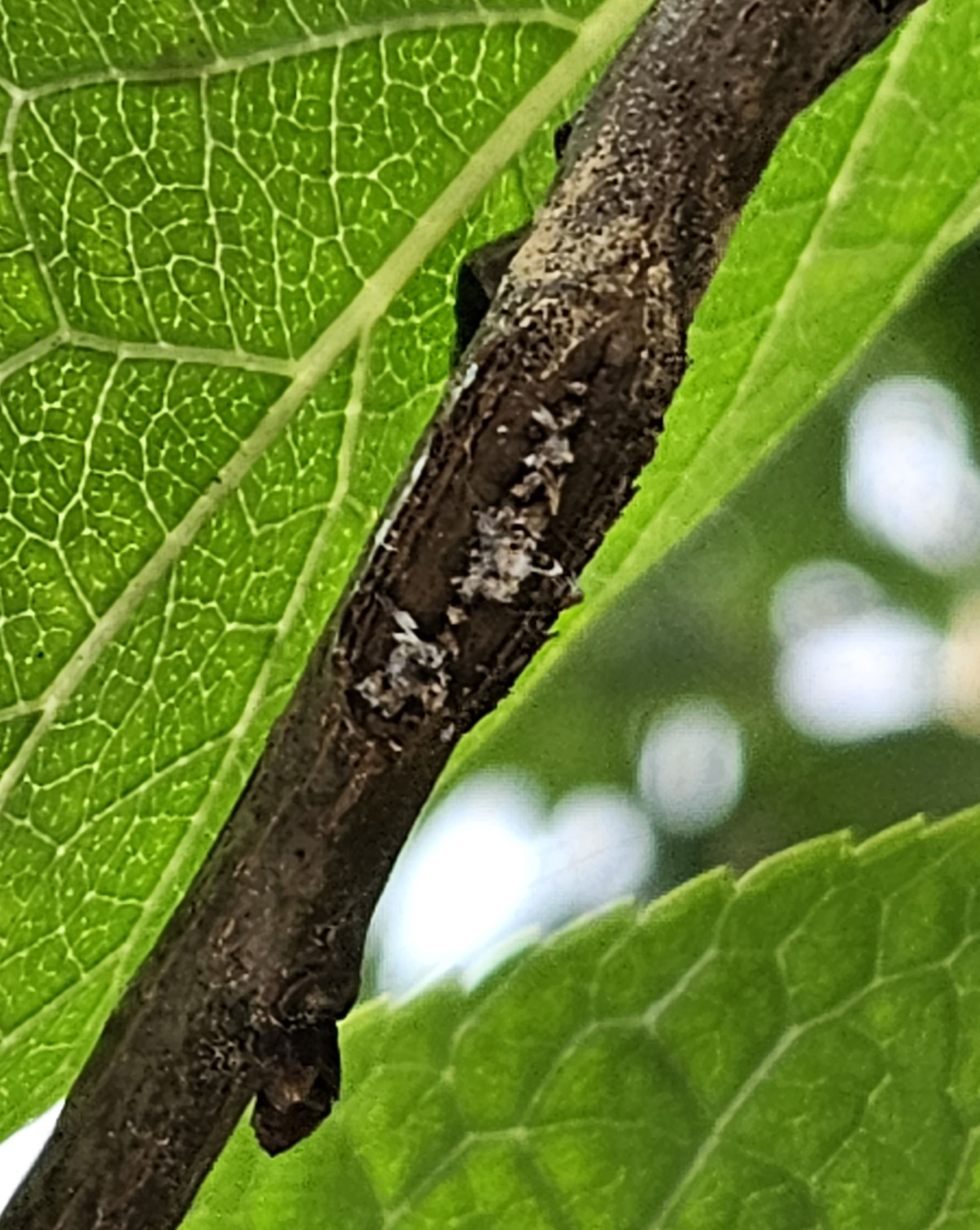 갈색날개매미충7