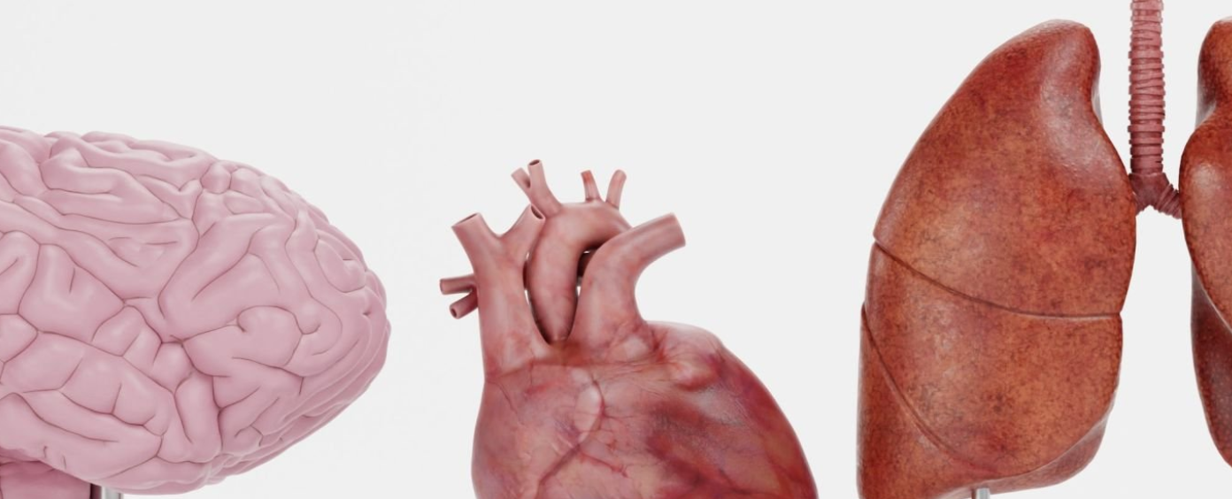 인공장기 (재료, 사례, 수준과 전망)