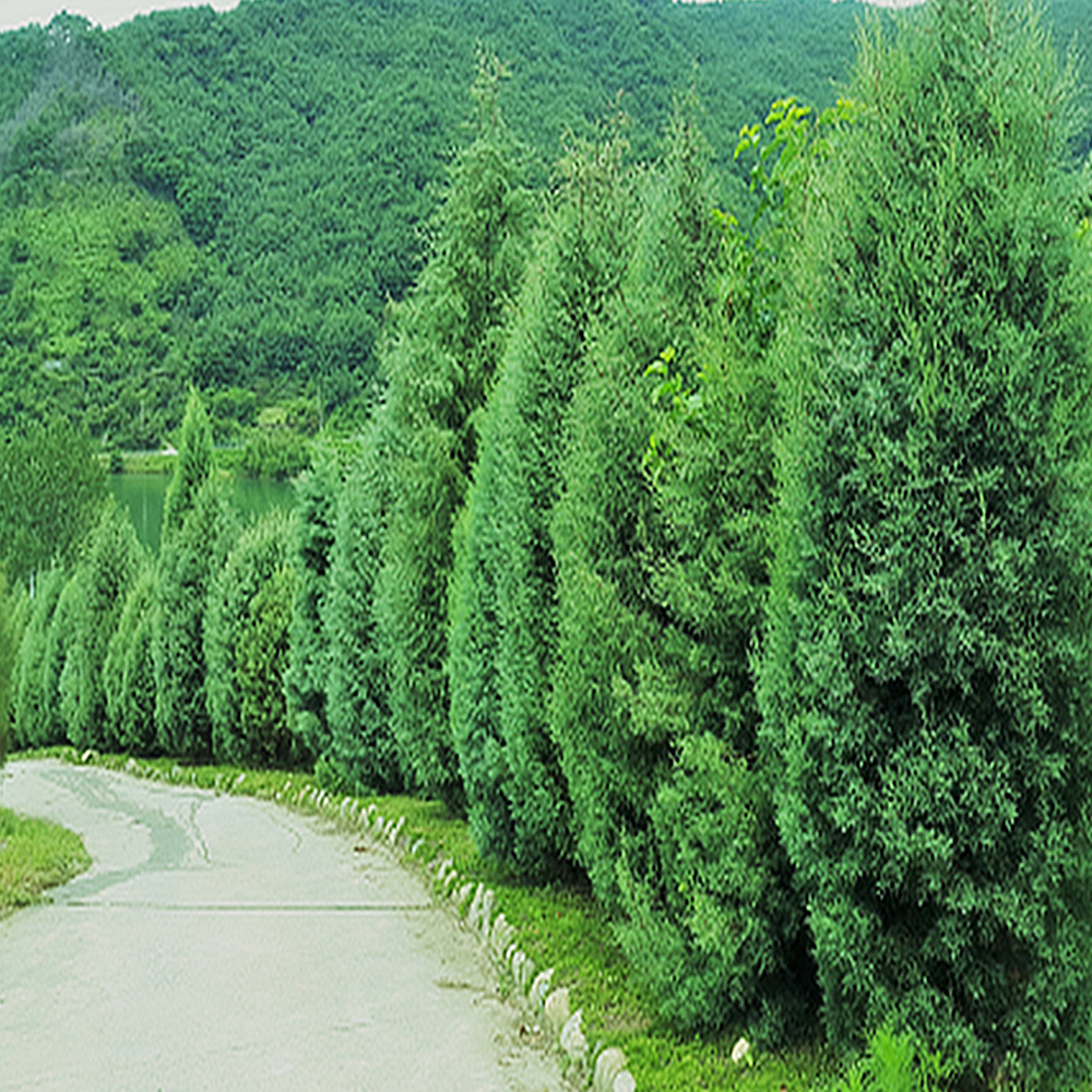 [정원수목]모기&middot;해충 줄이는 정원수 추천 10가지
