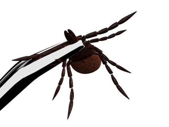 쯔쯔가무시의 초기 증상