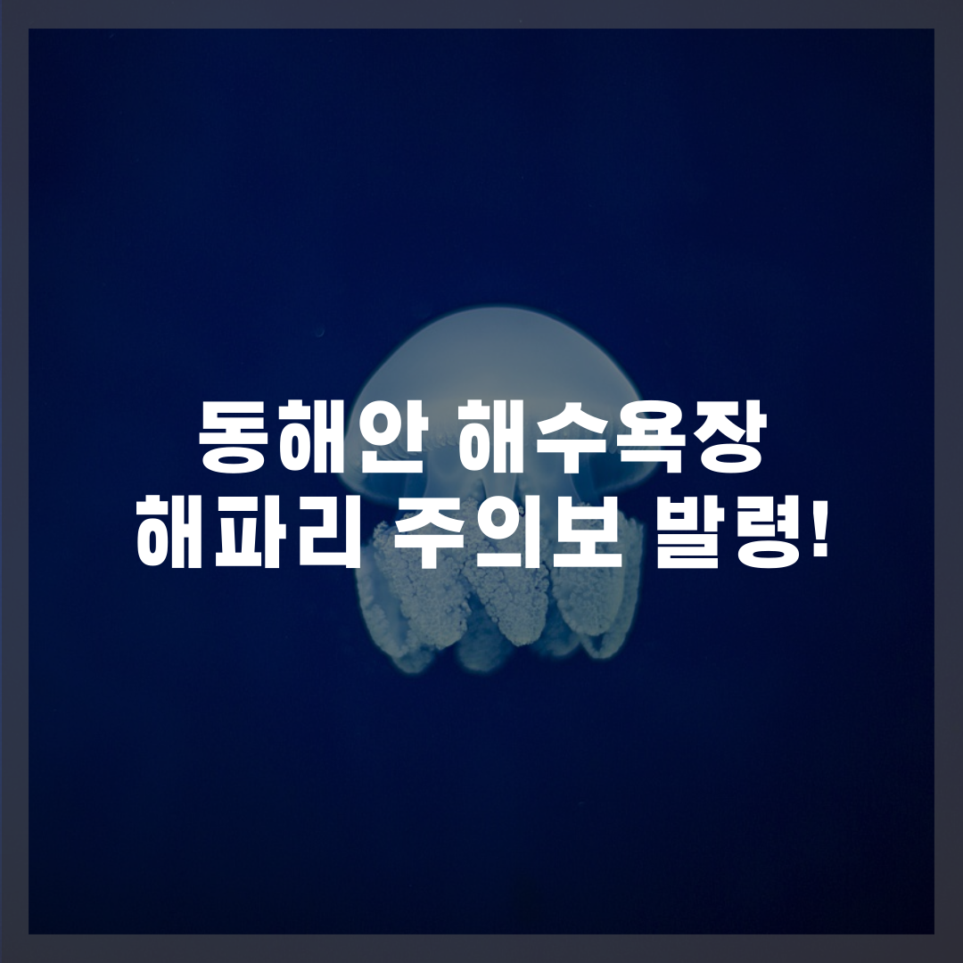 동해안 해수욕장 해파리 주의보 발령!