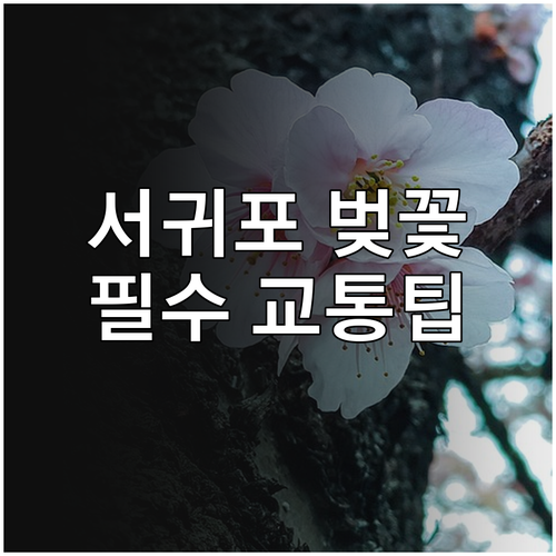 서귀포 벚꽃 나들이를 위한 교통편과 ..