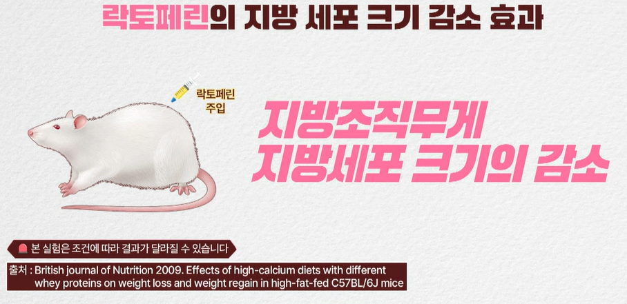 락토페린 효능
