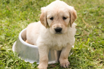 강아지 나이 계산법 완벽 정리 20