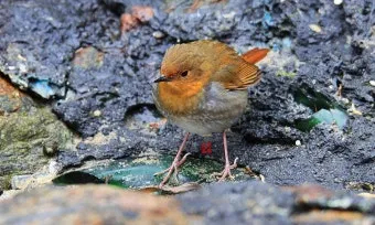 붉은가슴울새 영국 겨울 새 특징 매력 이미지_26