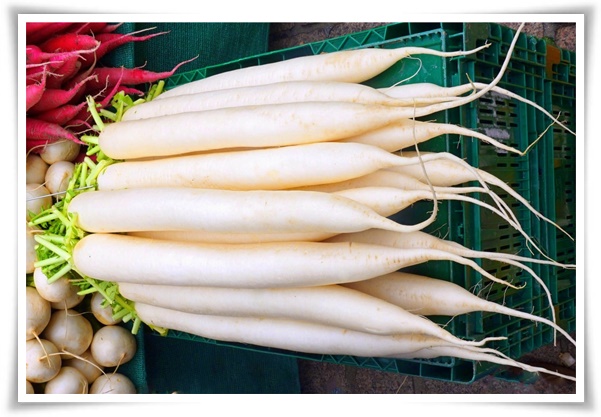 "김장 무, 직접 길러보세요!" 초보자도 성공할 수 있는 쉬운 재배 가이드!