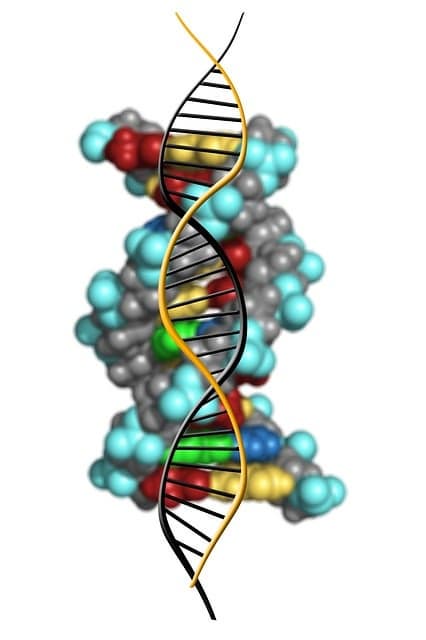 DNA 프로그래밍으로 항생제 내성 극복