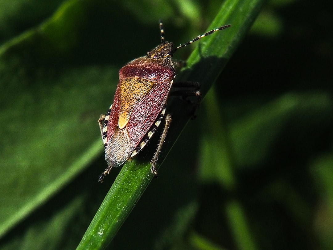 Insect.