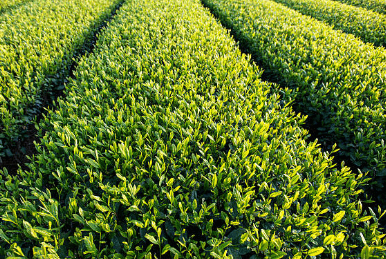 작두콩차 효능 10가지 부작용