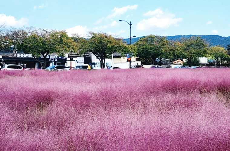 첨성대 핑크뮬리