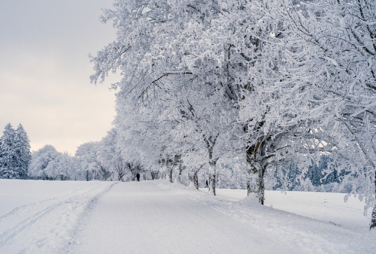 나무 한가득 눈이 덮핀 설경 관련사진