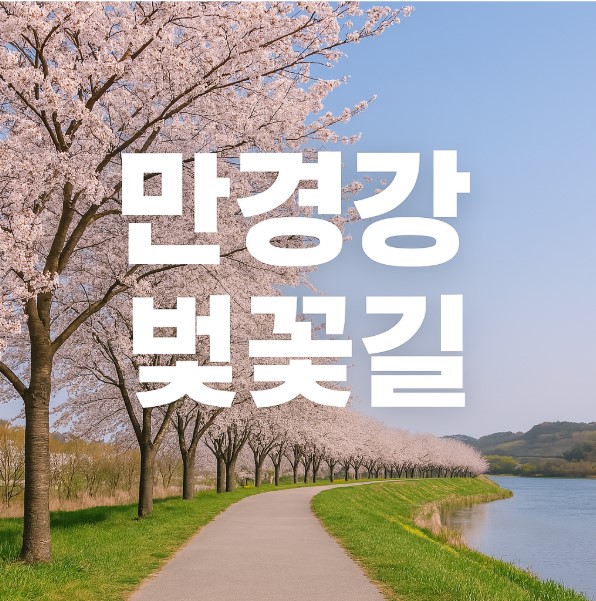만경강 벚꽃길