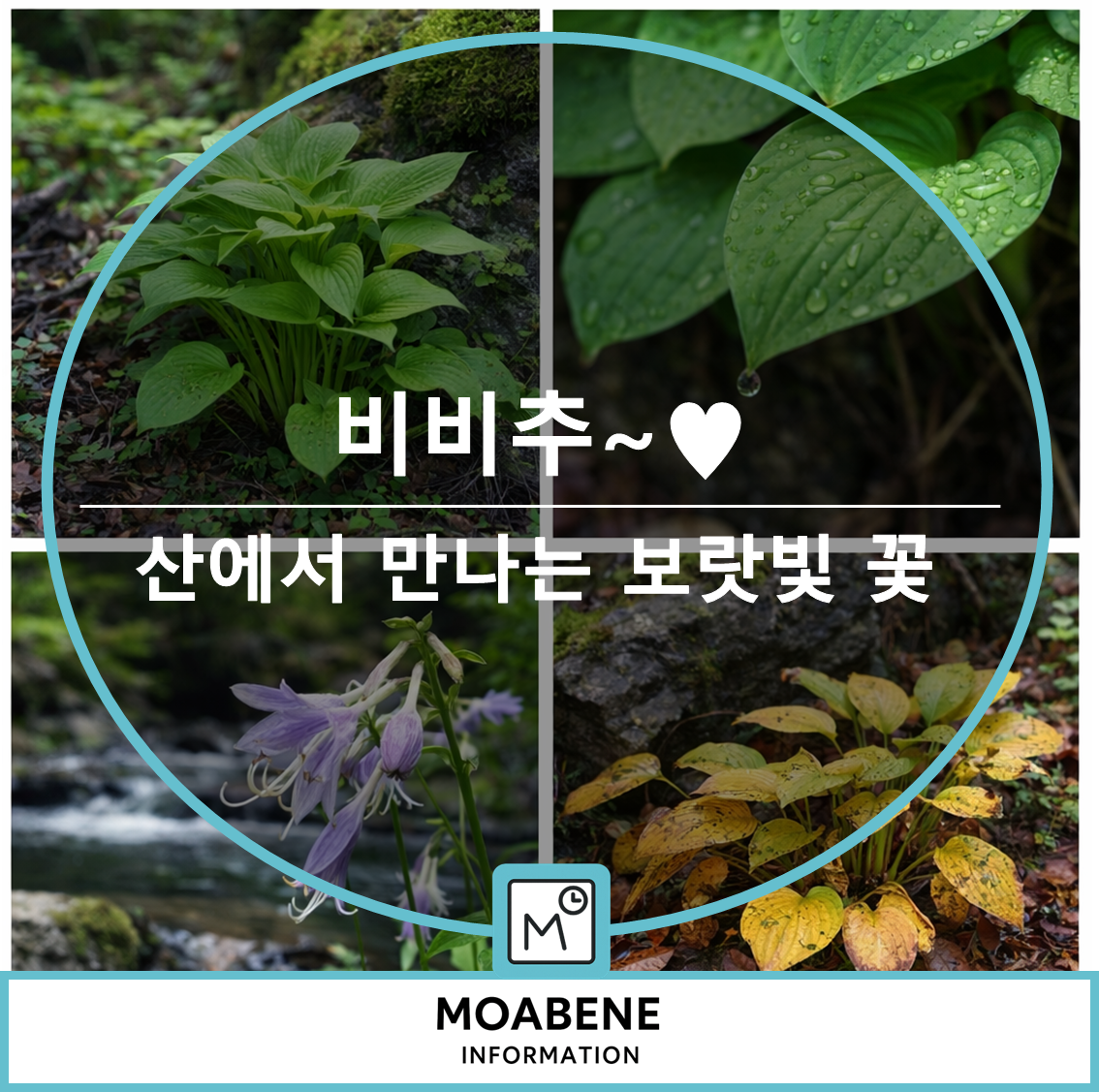 비비추 알아보기: 산에서 만나는 보랏빛 꽃과 어린잎 활용법