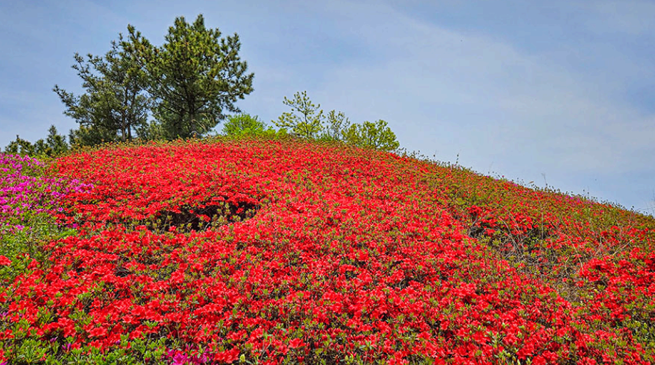 [4월 봄꽃 축제]제3회 영인산 철쭉제❘기간, 일정, 프로그램, 철쭉 개화 상황정리