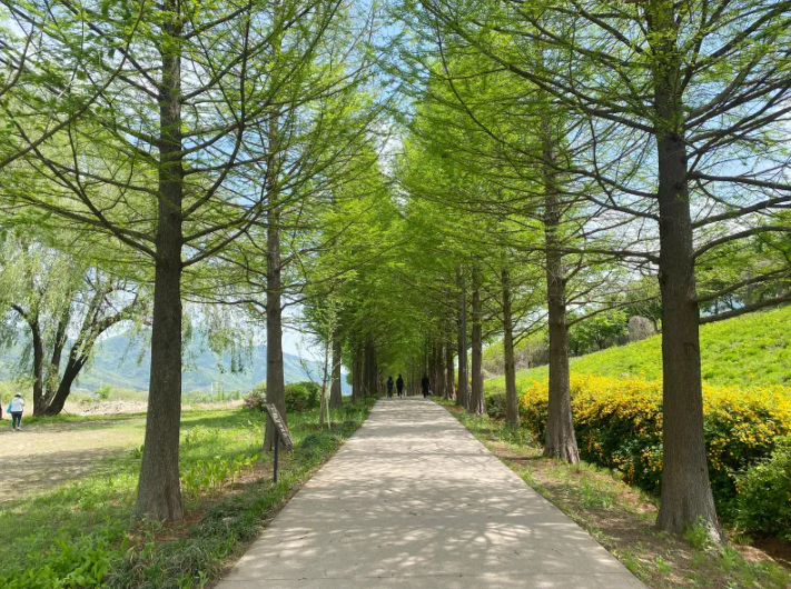 메타세콰이어길