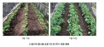 참나물 재배 반그늘 키우기 물 관리 잎 수확_13