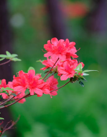 군포 철쭉 축제
