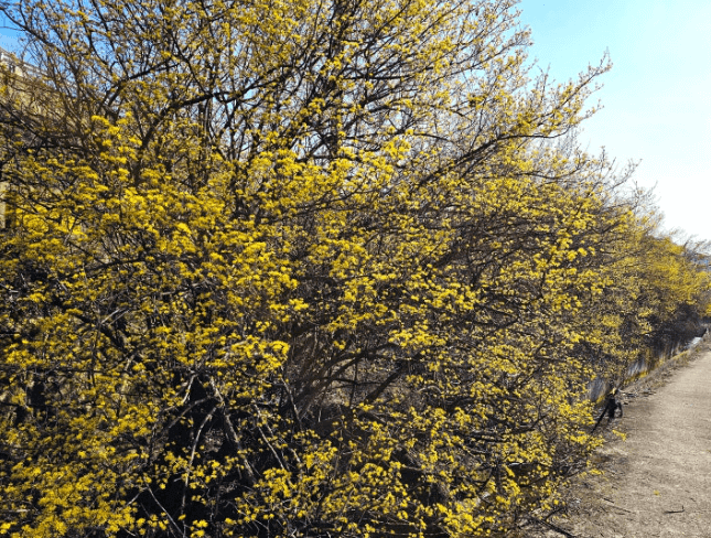 이천백사 산수유꽃축제
