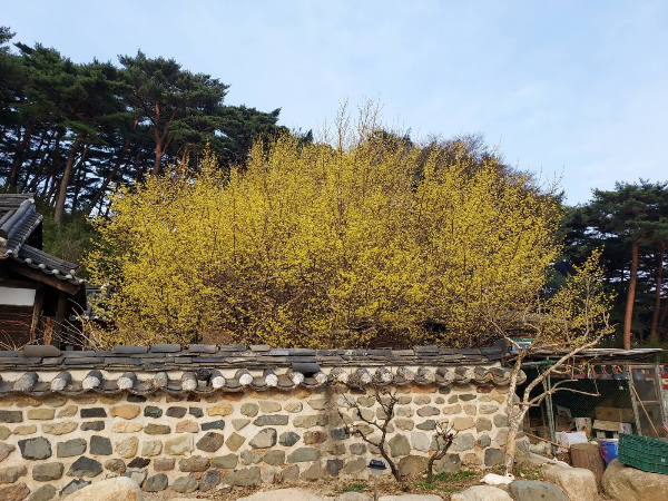 통도사 벚꽃 & 사찰 여행