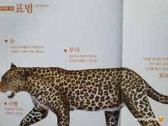 세글자 동물이름 모두 모여라 세글자 파충류 곤충 바다생물 총정리_20