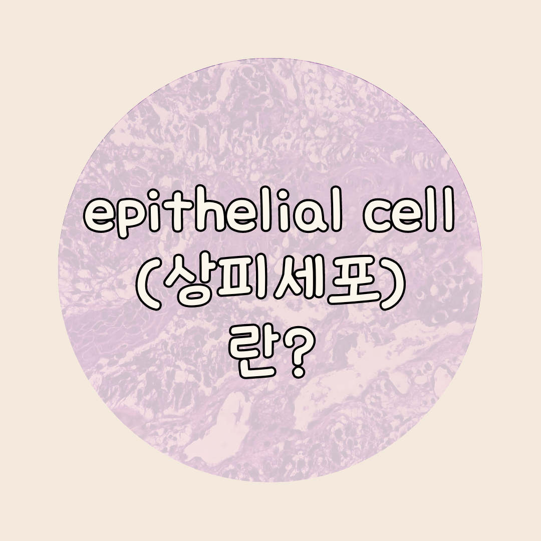 상피세포