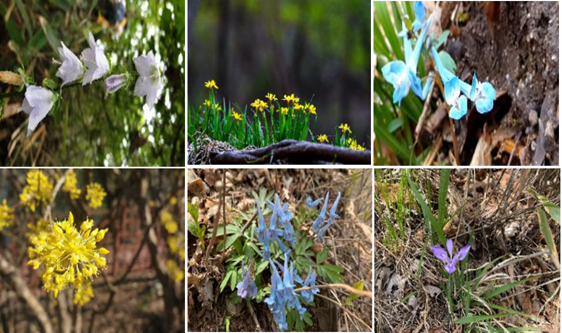 장성 백암산 봄 야생화 산행! 백양사, 약수암, 하산길 따라 만나는 봄꽃 명소 총정리✨