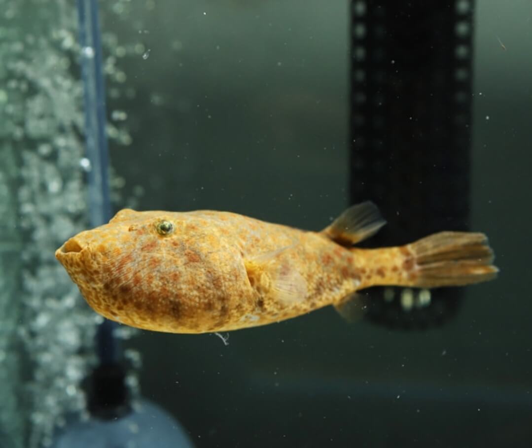 미우루스 복어 01