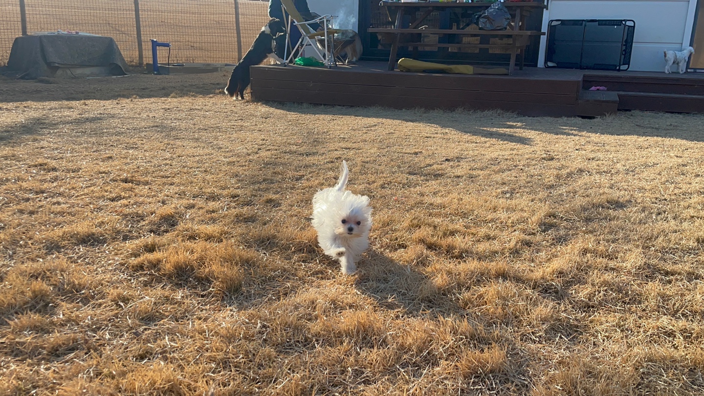경기도 반려마루 반려견 반려묘 유기동물 입양 동주