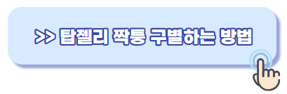 탑젤리 짝퉁